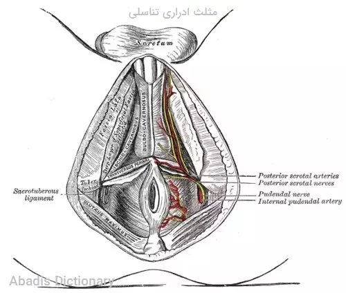 مثلث ادراری تناسلی